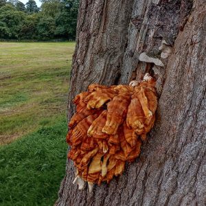 Chicken of The Woods on the Grey Abbey Estate
