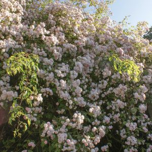 Grey Abbey climbing rose