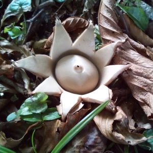 Collared Earthstar on the Grey Abbey Estate