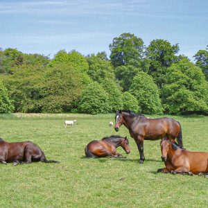 Horses on the Grey Abbey Estate
