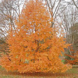 Our Nothofagus alessandri showing-off its Autumn colours