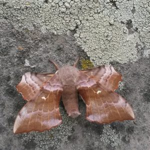 A beautiful Poplar Hawk-moth | Laothoe populi (var. pallida)