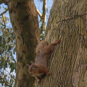 Red Squirrel on the Grey Abbey Estate