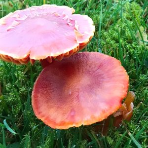 Scarlet Waxcap | Hygrocybe coccinea on the Grey Abbey Estate