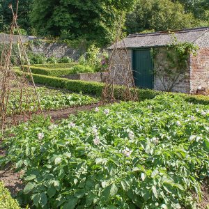 Grey Abbey vegetable garden